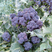 Mendocino F1 Untreated Sprouting Broccoli Seeds