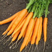 Carrot - Goldfinger F1 Treated