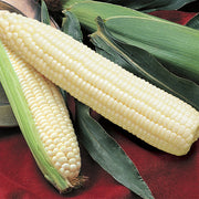 (Vegetable) Corn, Silver Queen