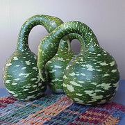 Gourd - Speckled Swan Untreated Seeds