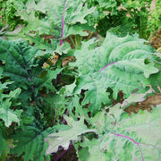 Red Russian Untreated Kale Seeds