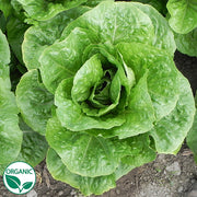 Coastal Star Organic, NOP-Compliant Pellet Lettuce Seeds