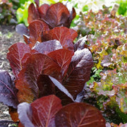 Thurinus Untreated, NOP-Compliant Pellet Lettuce Seeds