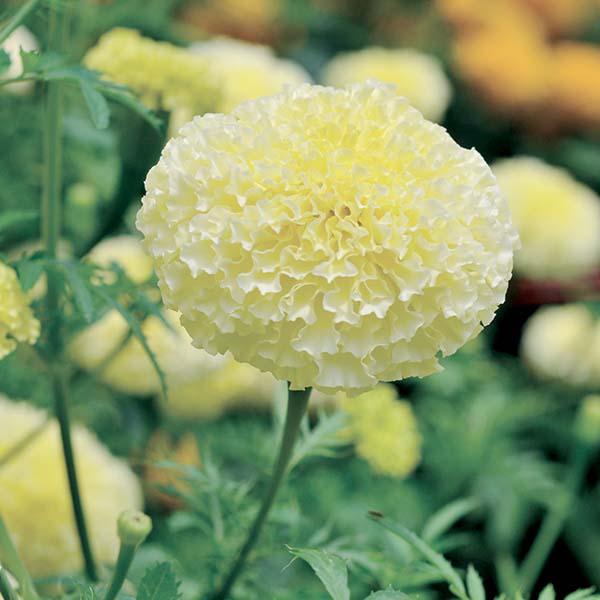 marigold seed production White Swan F1 Untreated Marigold Flower Seeds