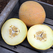 San Juan F1 Untreated Ananas Melon Seeds