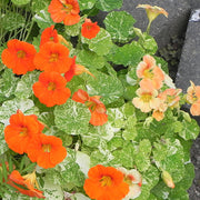 Flower, Nasturtium - Alaska Mix Untreated Seeds