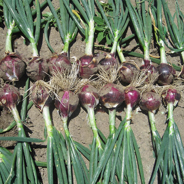 plant red onion seeds Red Rock F1 Untreated Onion Seeds