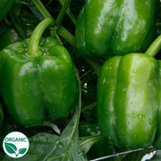Nitro S10 F1 Organic Bell Pepper Seeds
