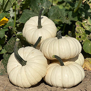(Vegetable) Pumpkin, Moon Cake 1
