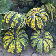 (Vegetable) Pumpkin, Phantomita 1