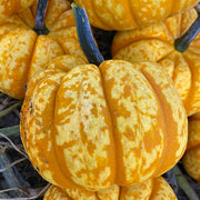 (Vegetable) Pumpkin, Senorita 1