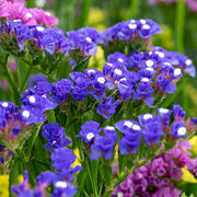 (Vegetable) Flower, Statice - Hipster Blue