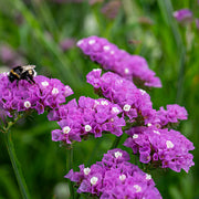 (Vegetable) Flower, Statice - Hipster Rose