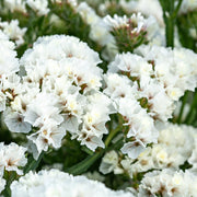 (Vegetable) Flower, Statice - Hipster White