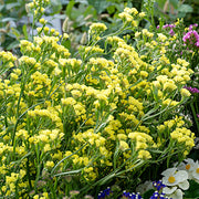 (Vegetable) Flower, Statice - Hipster Yellow