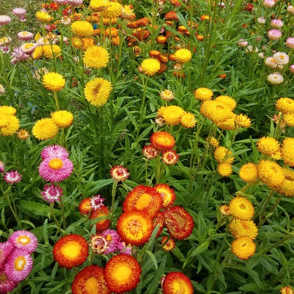 straw flower seeds Monstrusum Tall Mix Organic Strawflower Seeds