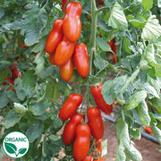 Pozzano F1 Organic Primed Tomato Seeds