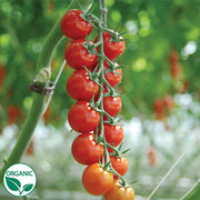 Tomato - Cherry - Sakura F1 Organic