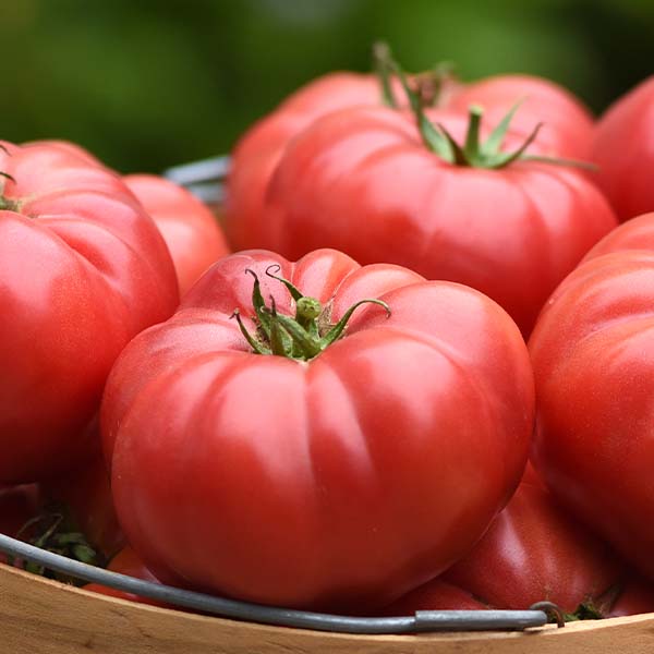Wonderstar Pink F1 Untreated Tomato Seeds