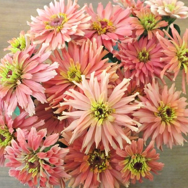 Super Cactus Senorita Pink Untreated Zinnia Flower Seeds