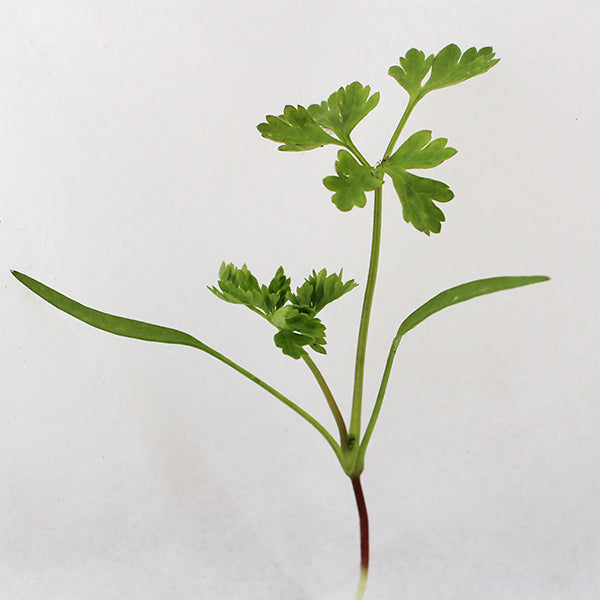 planting chervil seeds Chervil Massa Untreated Herb Seeds