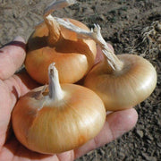 Cipolla di Rovato Untreated Onion Seeds