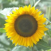 Sunbright Supreme F1 Untreated Sunflower Seeds