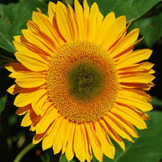 Sunrich Gold F1 Untreated Sunflower Seeds