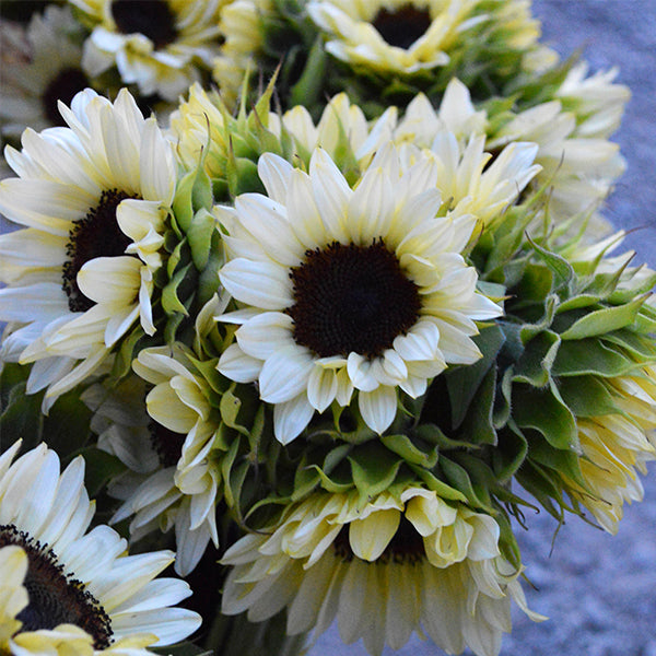pro cut flower seeds ProCut White Nite F1 Untreated Sunflower Seeds
