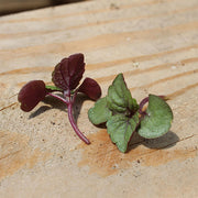 Shiso Briton Bi-Color Untreated Asian Green Seeds