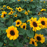 Vincent Choice F1 Untreated Sunflower Seeds