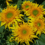 Starburst Greenburst F1 Untreated Sunflower Seeds