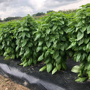 Everleaf Emerald Towers Untreated Basil Seeds