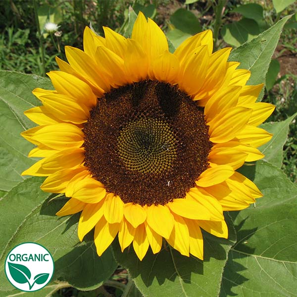 organic sunflower seeds to plant Zohar F1 Organic Sunflower Seeds