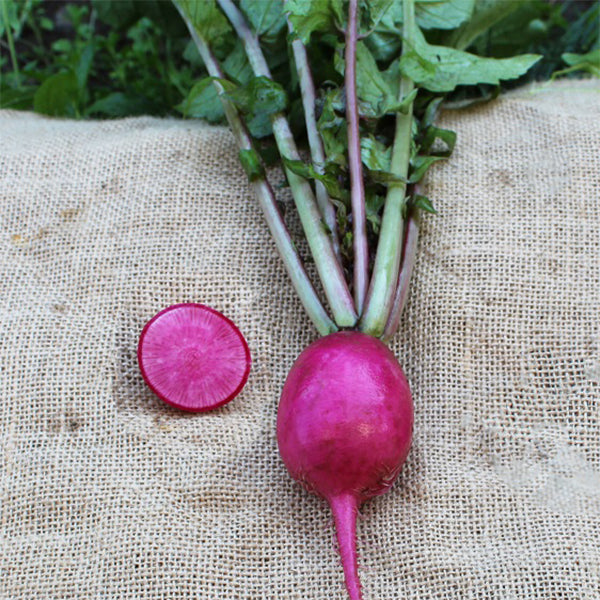 radishです。 Stargazer Radish | Holmes Seed Company