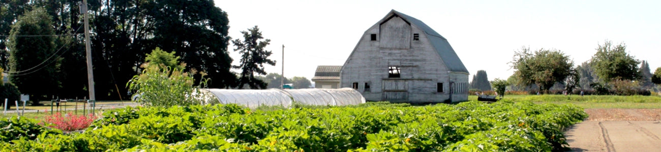 White Barn Crop field