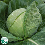Tiara F1 Organic Cabbage