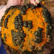 Baby Bumps F1 Untreated Pumpkin