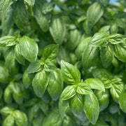 Evi Untreated Basil