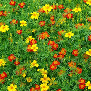 short marigold seeds Starfire Mix Untreated Marigold Seeds