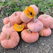 Pink Panther F1 Treated Squash