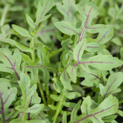 Dragon's Fire Untreated Arugula