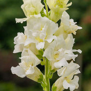 Madame Butterfly™ Ivory F1 Untreated Snapdragon