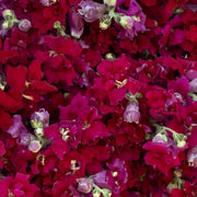 Madame Butterfly™ Red F1 Untreated Snapdragon