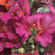 Madame Butterfly™ Rose F1 Untreated Snapdragon