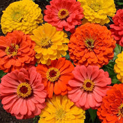 Fruity Beauty Mix Untreated Zinnia Seeds