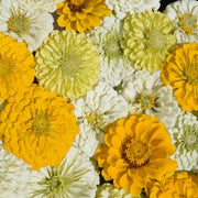 Lemon Meringue Mix Untreated Zinnia