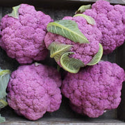 DePurple F1 Untreated Cauliflower