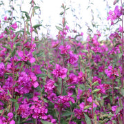 Elegant Purple Untreated Clarkia