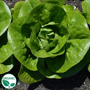 Newham Organic, NOP-Compliant Pellet, Lettuce